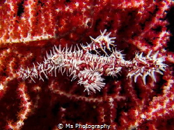 This Ornate Ghost Pipefish fooled me with it's perfect ca... by Ms Photography 